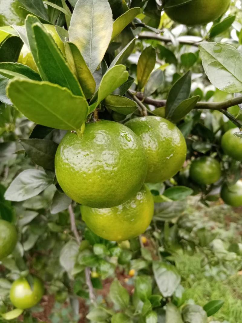皇帝柑，果面干净，
