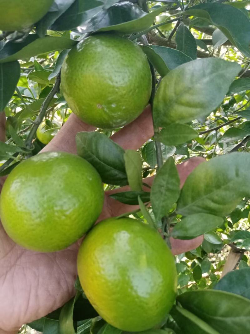 皇帝柑，果面干净，