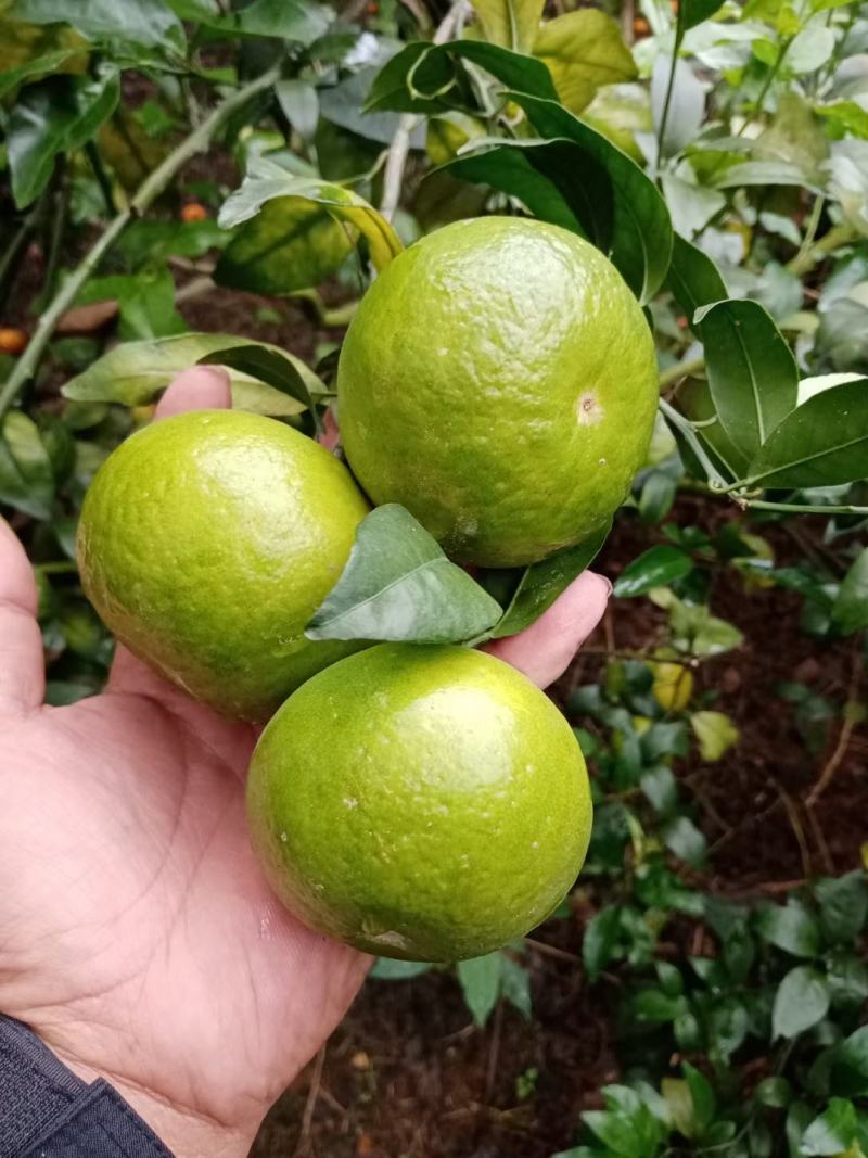 皇帝柑，果面干净，