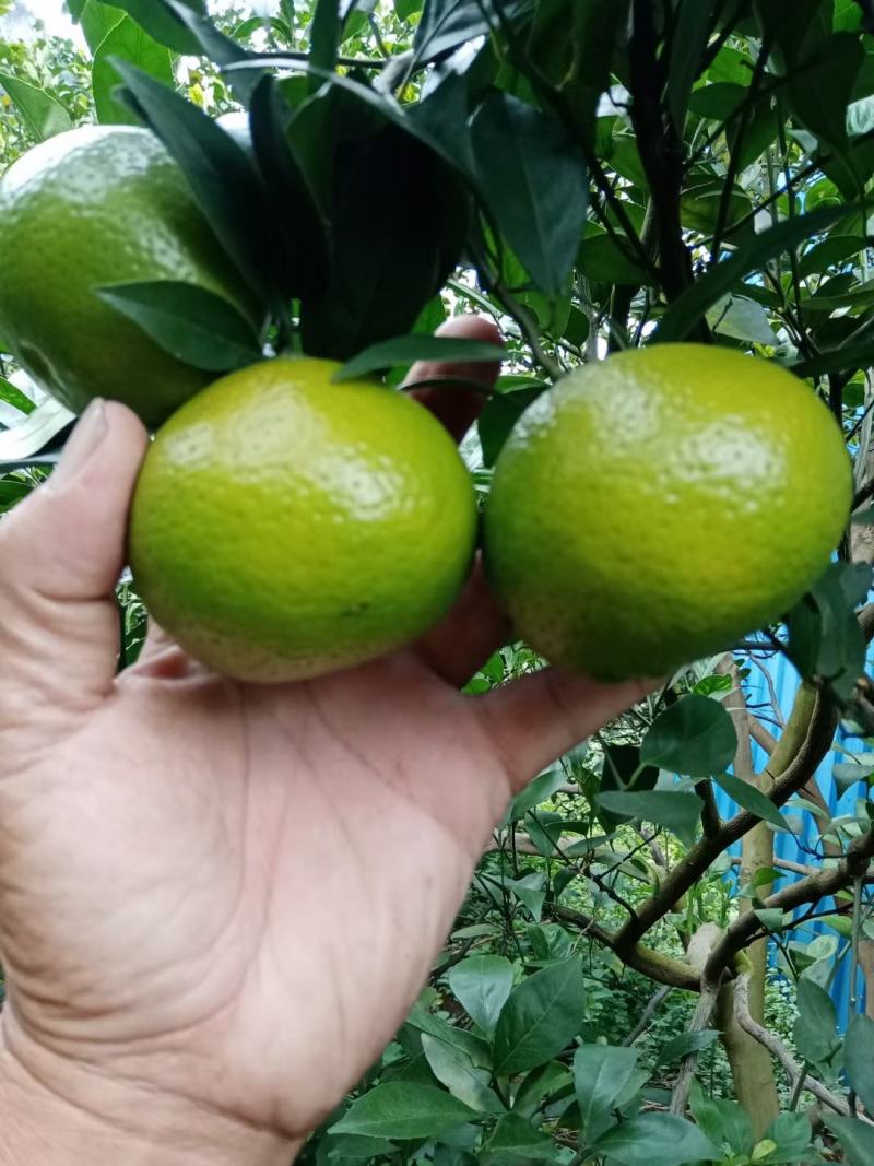 皇帝柑，果面干净，