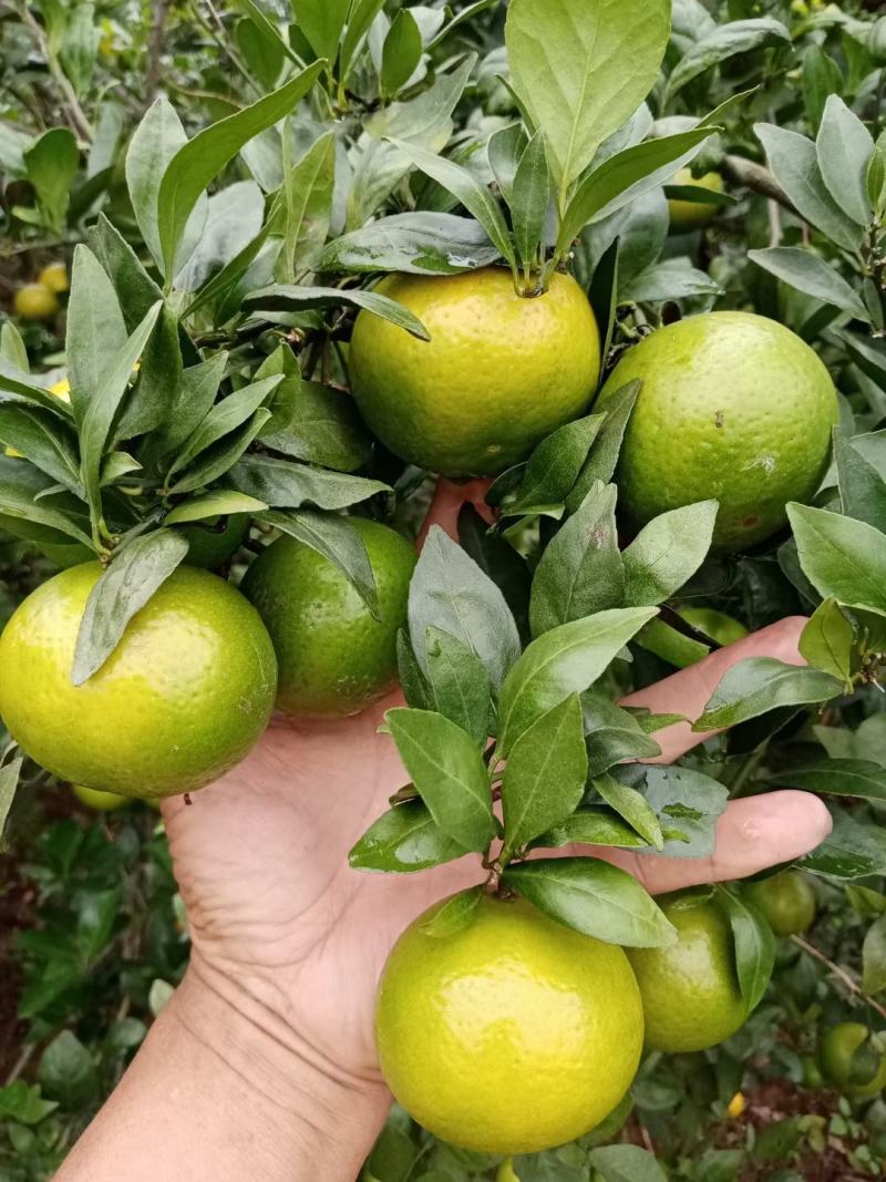 皇帝柑，果面干净，