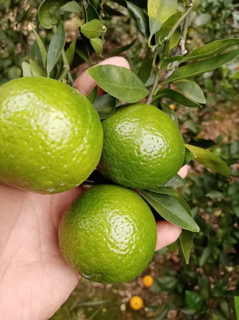皇帝柑，果面干净，