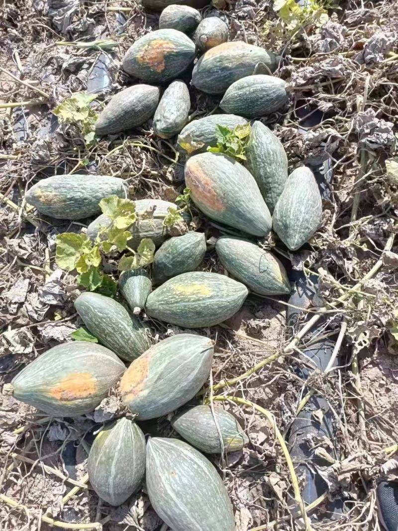 新疆贵族南瓜品相端正长条型粉糯香甜单个二斤起步