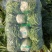 青杂三号白菜大量上市，视频看货，诚信代收