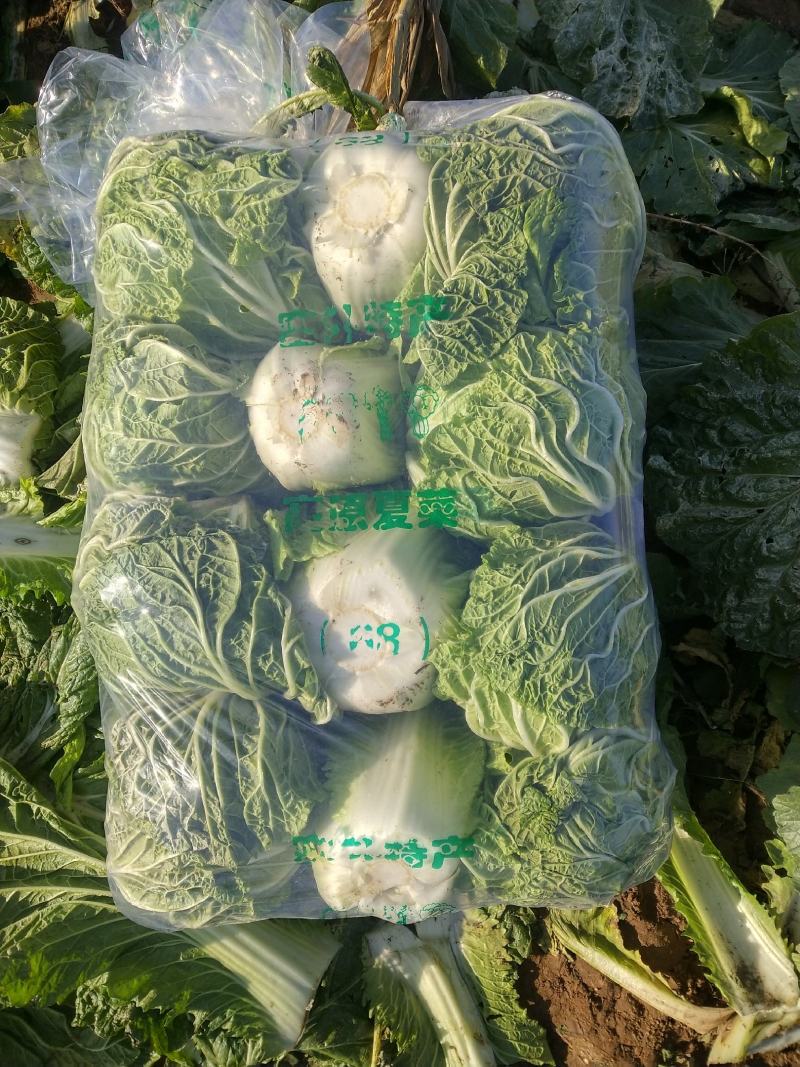 青杂三号白菜大量上市，视频看货，诚信代收