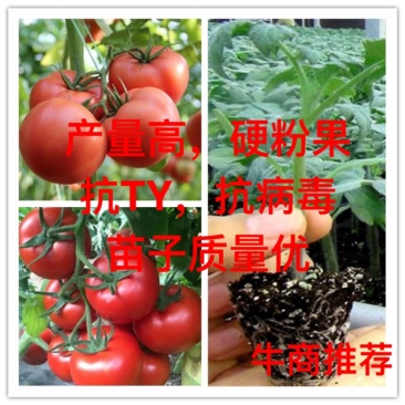 特斯拉，直播西红柿苗，抗TY，硬粉大果西红柿苗，果型周正