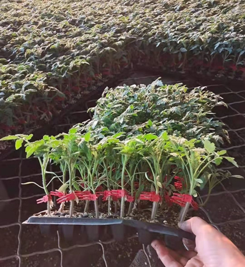特斯拉，直播西红柿苗，抗TY，硬粉大果西红柿苗，果型周正