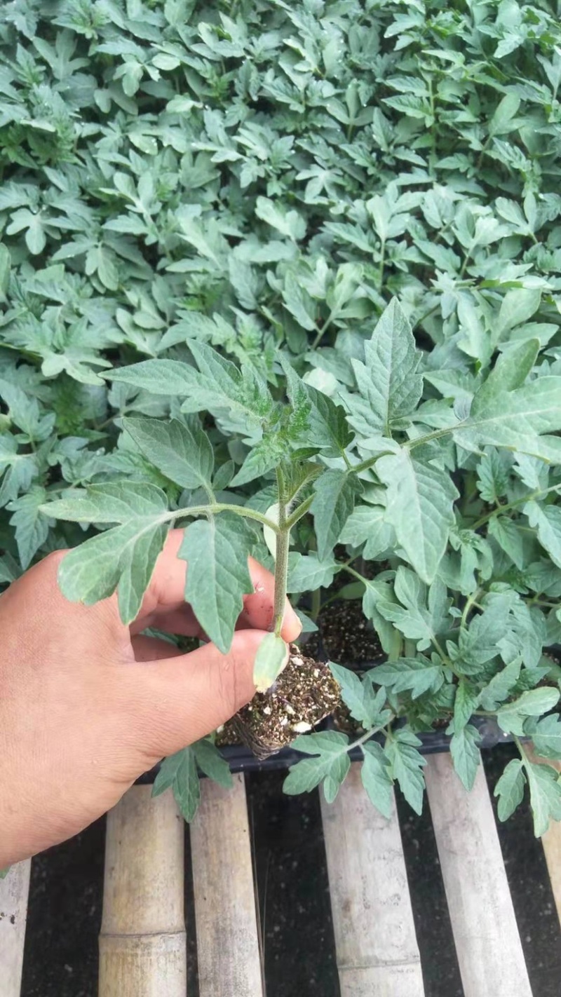 特斯拉，直播西红柿苗，抗TY，硬粉大果西红柿苗，果型周正