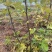 无花果苗，大果无花果苗，3年无花果苗，无花果苗哪里有