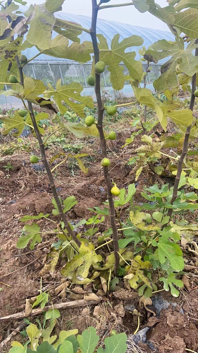 无花果苗，大果无花果苗，3年无花果苗，无花果苗哪里有