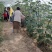 无花果苗，大果无花果苗，3年无花果苗，无花果苗哪里有