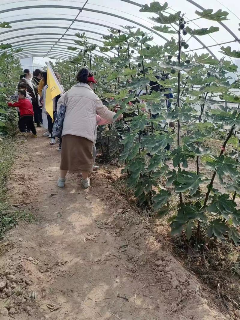 无花果苗，大果无花果苗，3年无花果苗，无花果苗哪里有