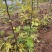 无花果苗，大果无花果苗，3年无花果苗，无花果苗哪里有