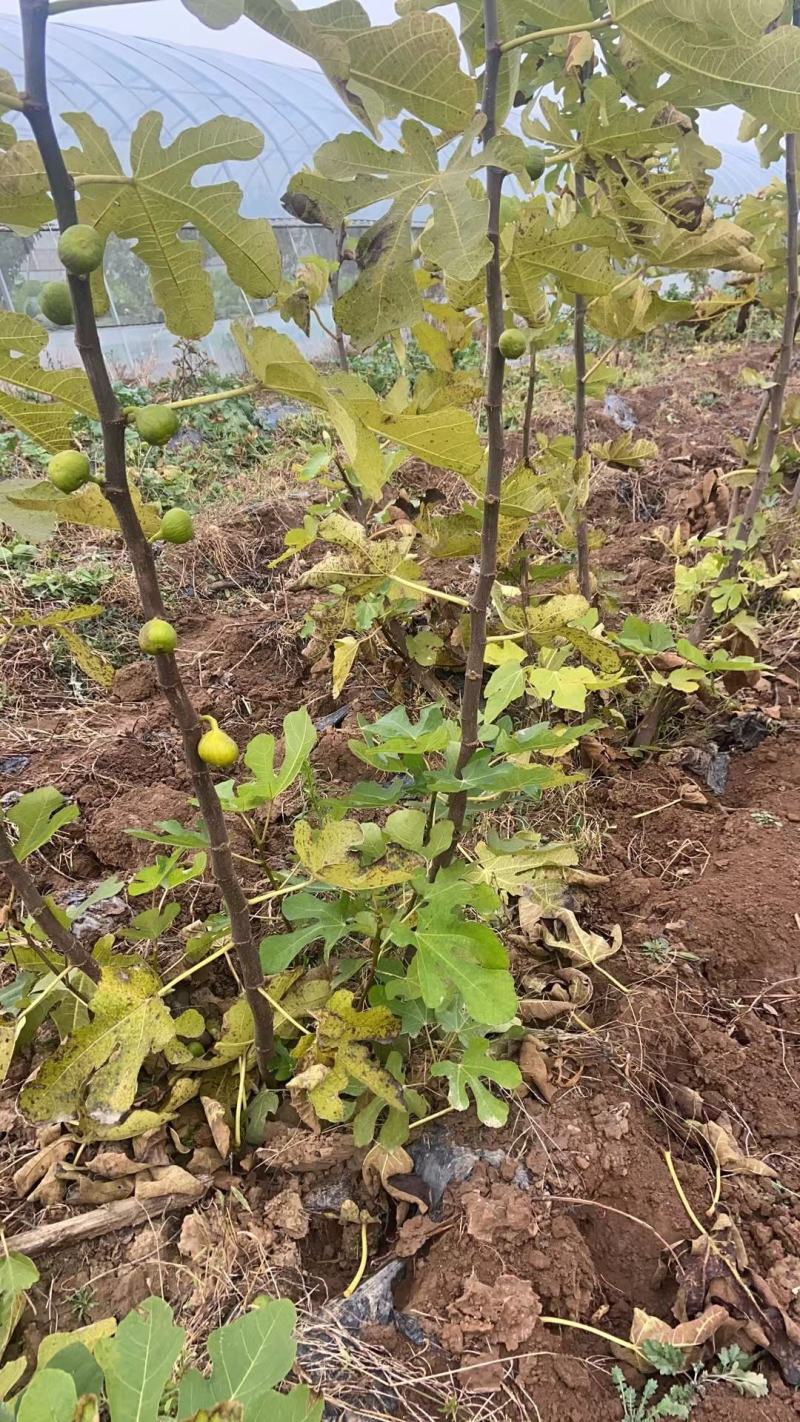无花果苗，大果无花果苗，3年无花果苗，无花果苗哪里有