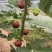 无花果苗，大果无花果苗，3年无花果苗，无花果苗哪里有