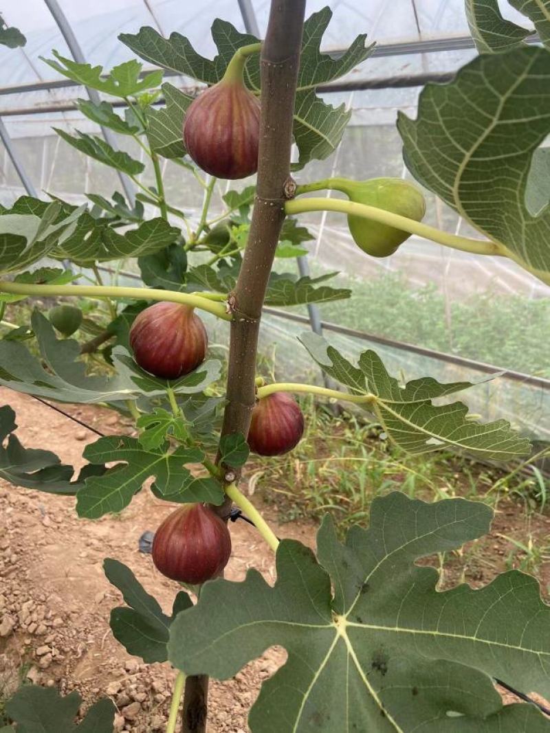 无花果苗，大果无花果苗，3年无花果苗，无花果苗哪里有