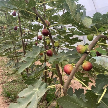 无花果苗，大果无花果苗，3年无花果苗，无花果苗哪里有