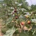 无花果苗，大果无花果苗，3年无花果苗，无花果苗哪里有