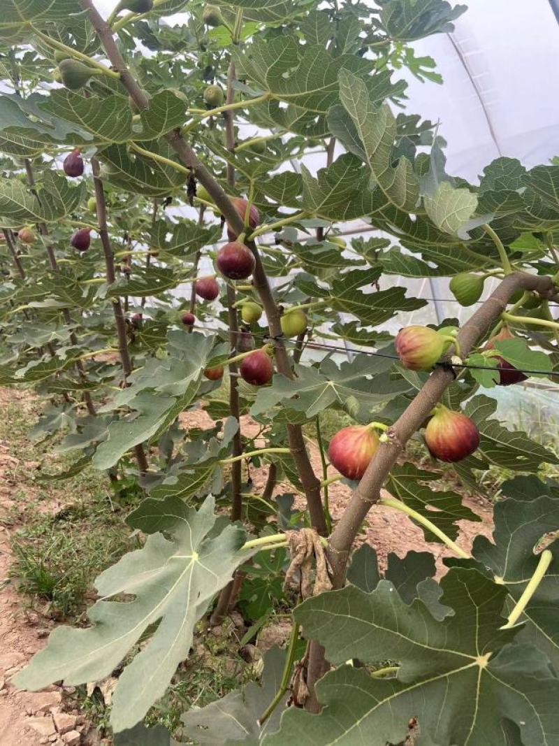 无花果苗，大果无花果苗，3年无花果苗，无花果苗哪里有