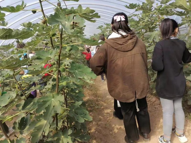 无花果苗，大果无花果苗，3年无花果苗，无花果苗哪里有