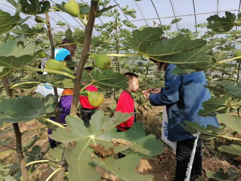 无花果苗，大果无花果苗，3年无花果苗，无花果苗哪里有