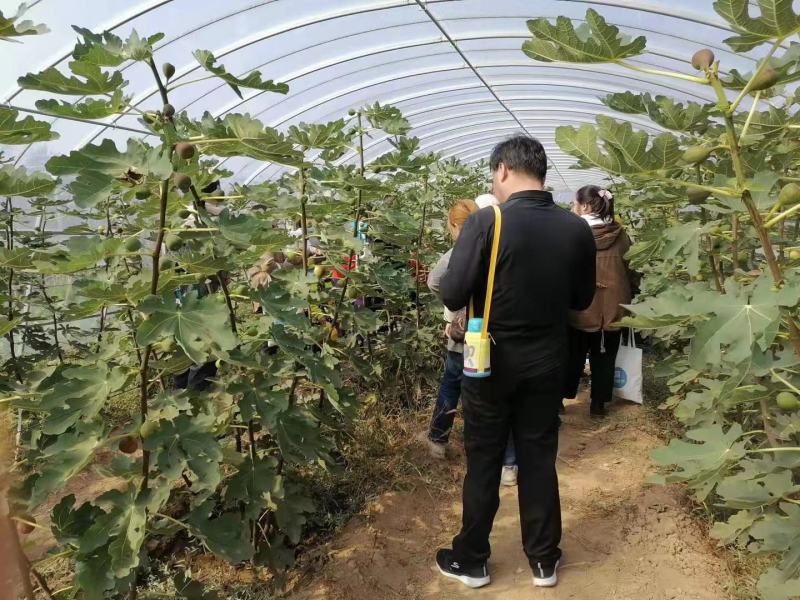 无花果苗，大果无花果苗，3年无花果苗，无花果苗哪里有