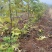 无花果苗，大果无花果苗，3年无花果苗，无花果苗哪里有