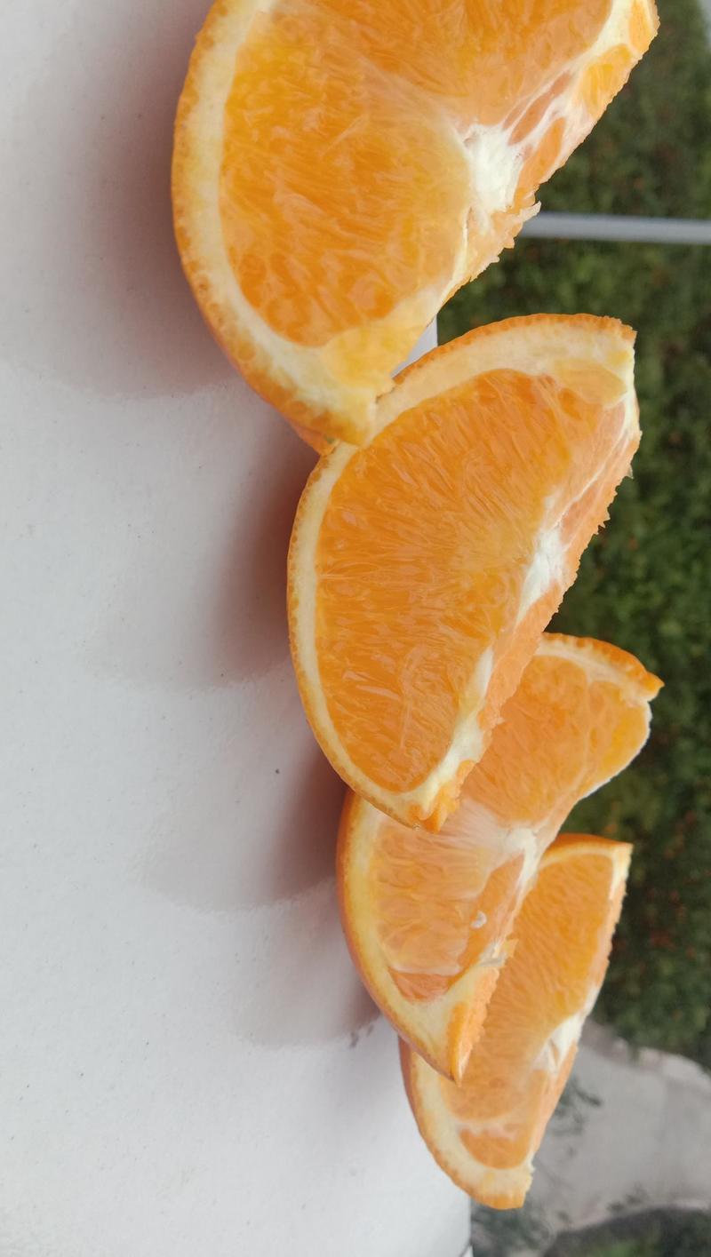 纽荷尔脐橙秭归脐橙地头看货收货湖北脐橙