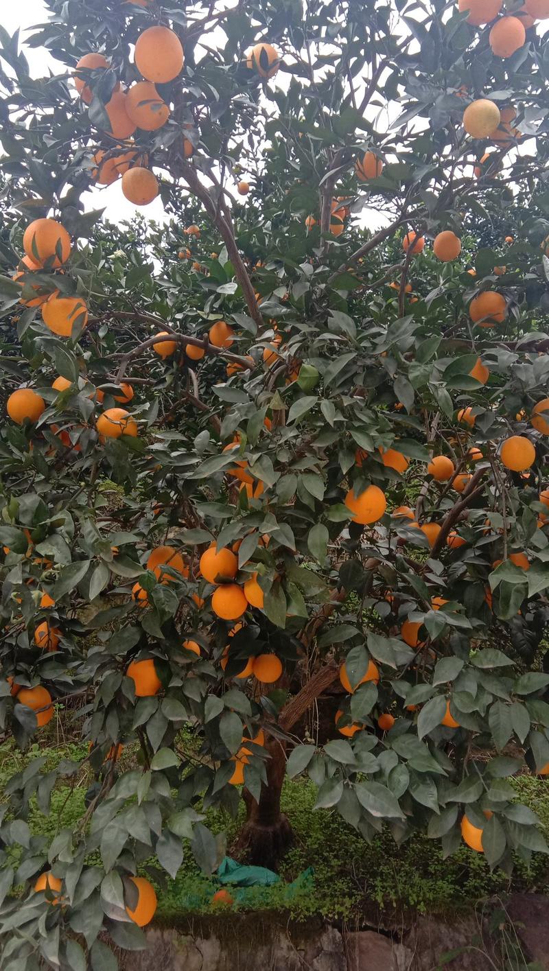 纽荷尔脐橙秭归脐橙地头看货收货湖北脐橙