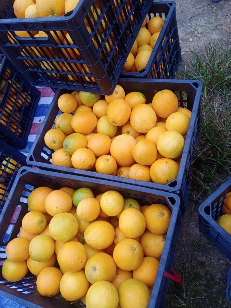 三明市永安市小陶镇八一纽荷尔脐橙，红肉脐橙保鲜果欢迎采