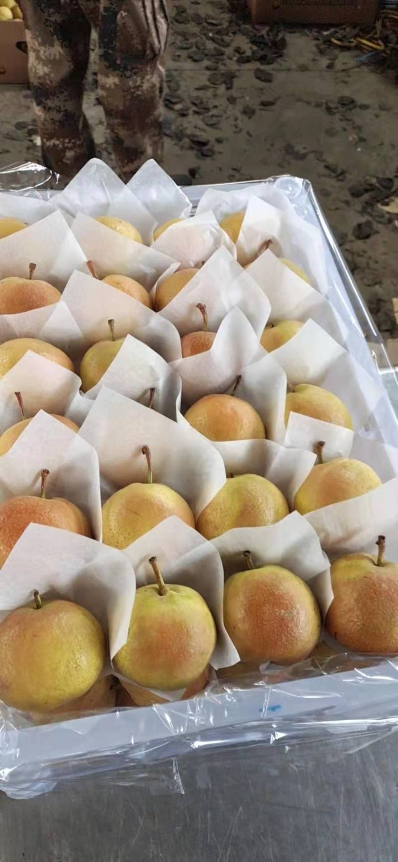 鞍山精品南果梨