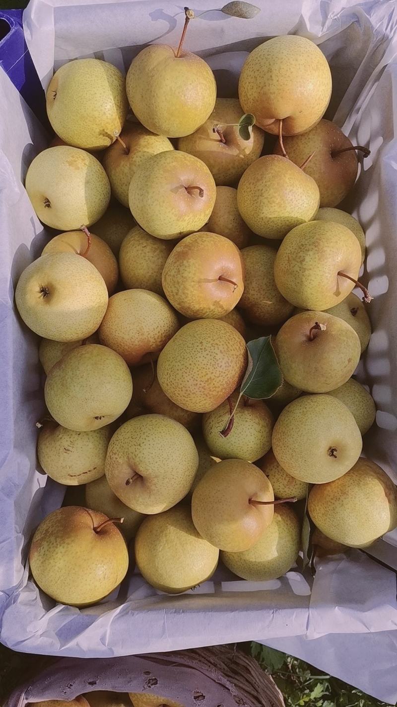 鞍山精品南果梨