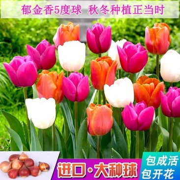 荷兰进口郁金香种球花色包对版包成活率提供发票