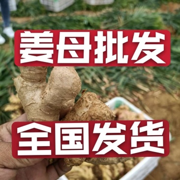 电商供应【姜母姜巴鲜姜老姜】产地一手货源充足全国发货