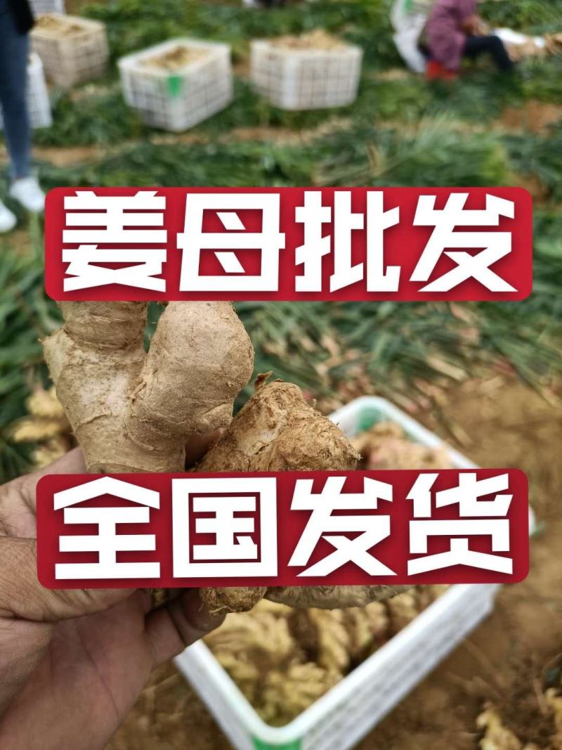 电商供应【姜母姜巴鲜姜老姜】产地一手货源充足全国发货