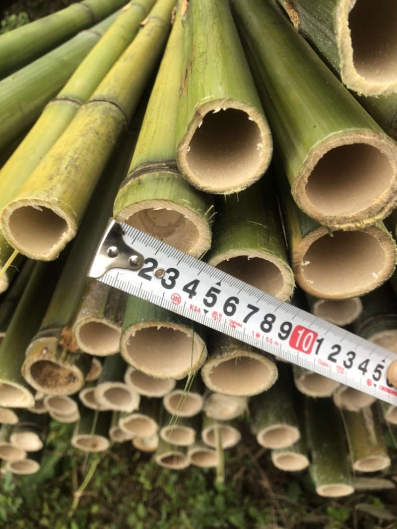 基地直供竹杆竹苗支撑杆架杆竹斑竹楠竹百家竹