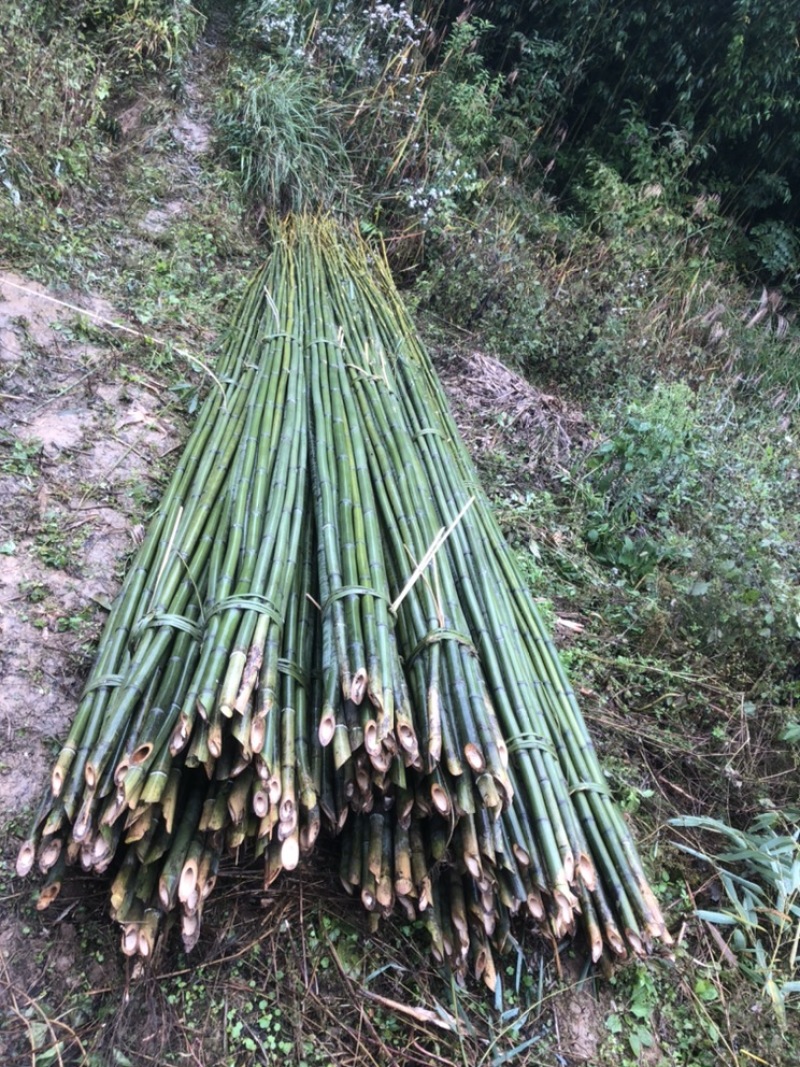 基地直供竹杆竹苗支撑杆架杆竹斑竹楠竹百家竹