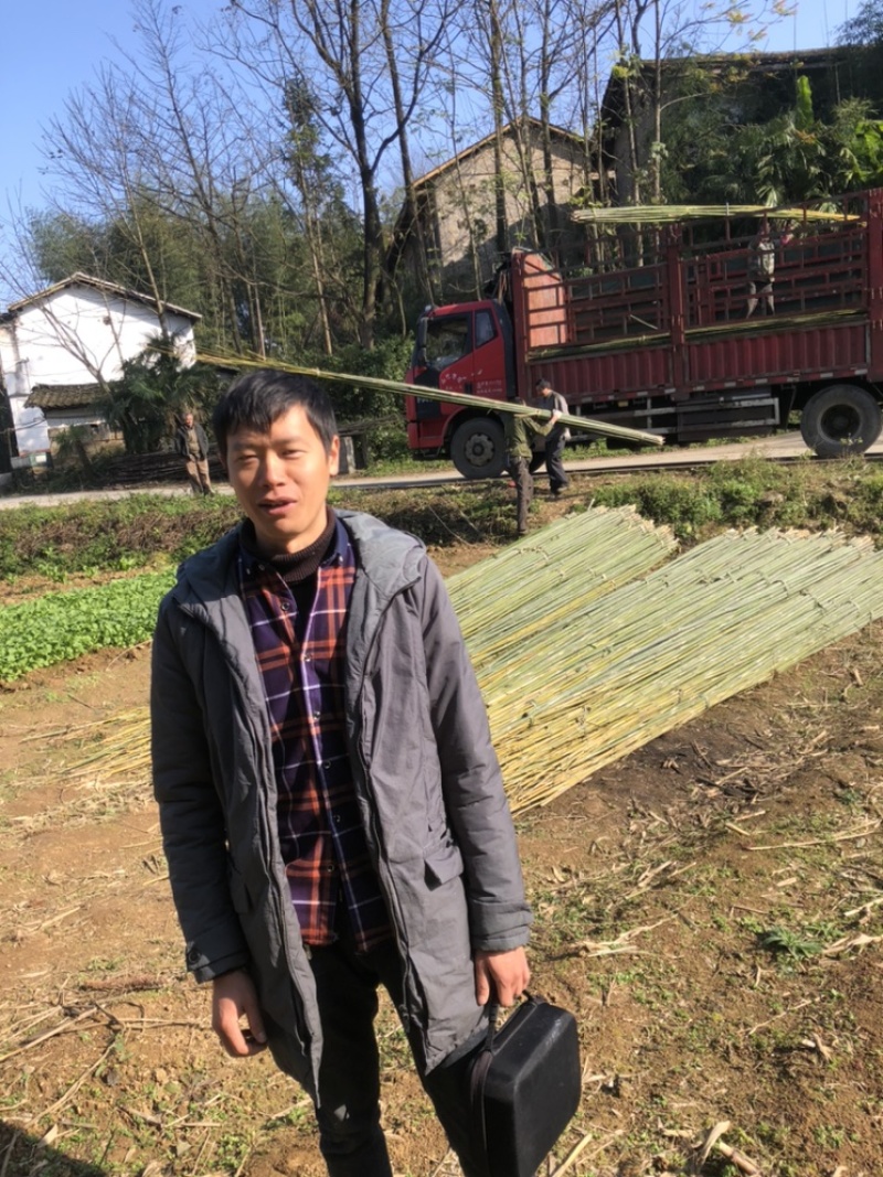 基地直供竹杆竹苗支撑杆架杆竹斑竹楠竹百家竹
