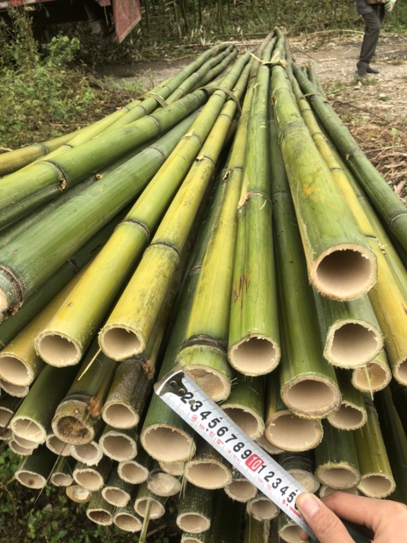 基地直供竹杆竹苗支撑杆架杆竹斑竹楠竹百家竹