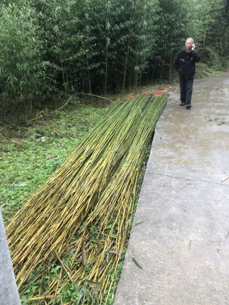 基地直供竹杆竹苗支撑杆架杆竹斑竹楠竹百家竹
