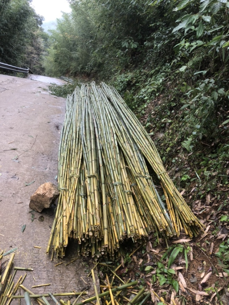 基地直供竹杆竹苗支撑杆架杆竹斑竹楠竹百家竹