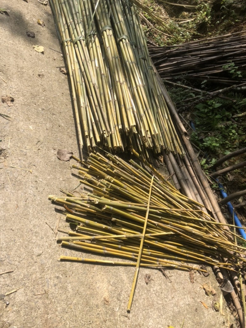 基地直供竹杆竹苗支撑杆架杆竹斑竹楠竹百家竹