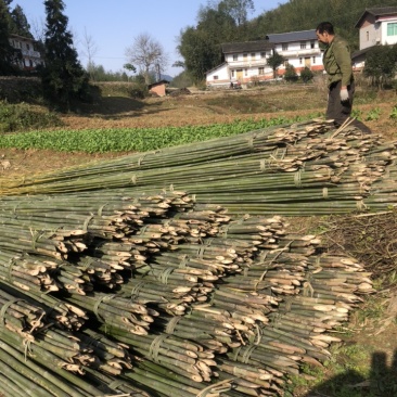 基地直供竹杆竹苗支撑杆架杆竹斑竹楠竹百家竹