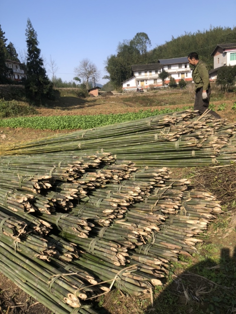 基地直供竹杆竹苗支撑杆架杆竹斑竹楠竹百家竹
