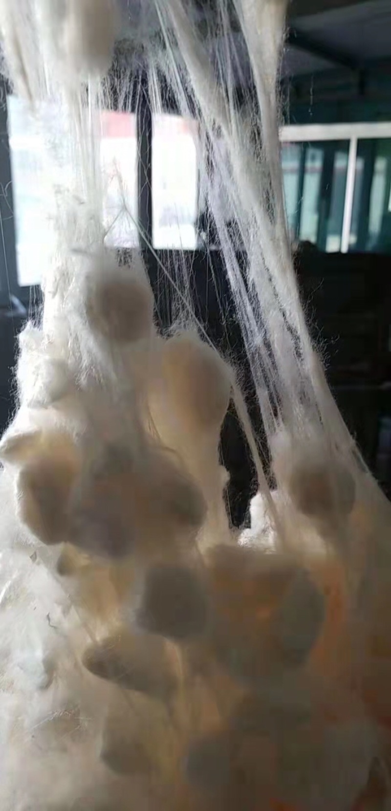 纯柞蚕丝光胎，成品，不是蚕丝壳，容易加工，产地批发