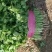 香菜大叶香菜基地现摘全国发货保质保量欢迎联系