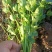 香菜大叶香菜基地现摘全国发货保质保量欢迎联系