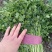 香菜大叶香菜基地现摘全国发货保质保量欢迎联系
