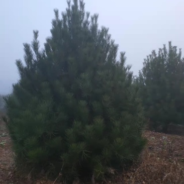 白皮松3-5米有量，自产自销，绿化苗木，河北省唐山市玉。