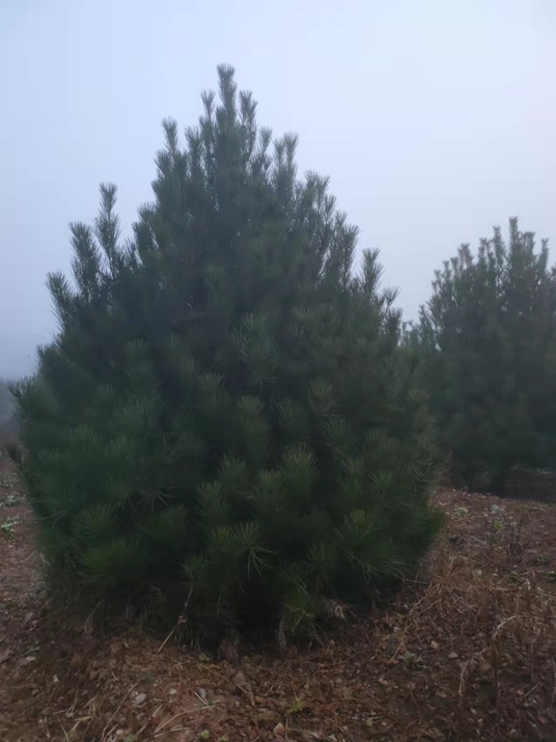 白皮松3-5米有量，自产自销，绿化苗木，河北省唐山市玉。